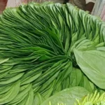 Paan Leafs