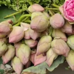 Lotus Item