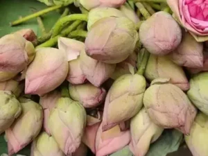 Lotus Item